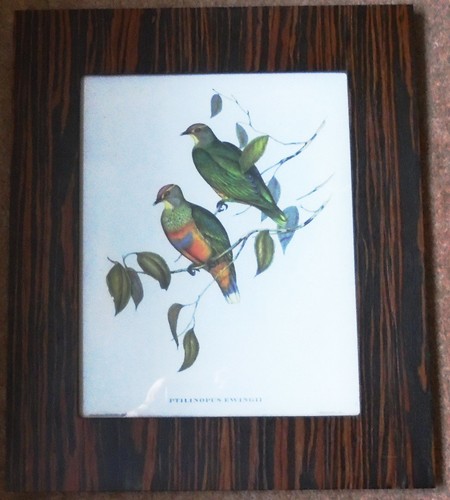 John gould fruit doves print - john,